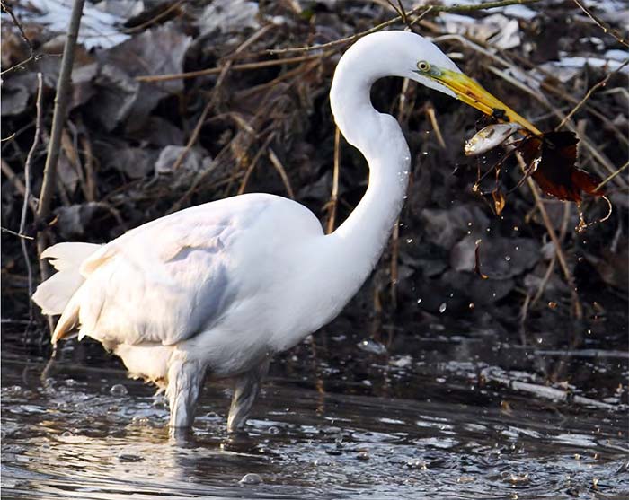 Neuer Fischlehrpfad am Altmühlsee